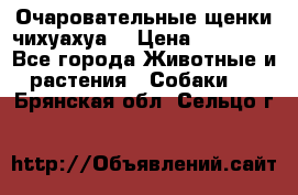 Очаровательные щенки чихуахуа  › Цена ­ 25 000 - Все города Животные и растения » Собаки   . Брянская обл.,Сельцо г.